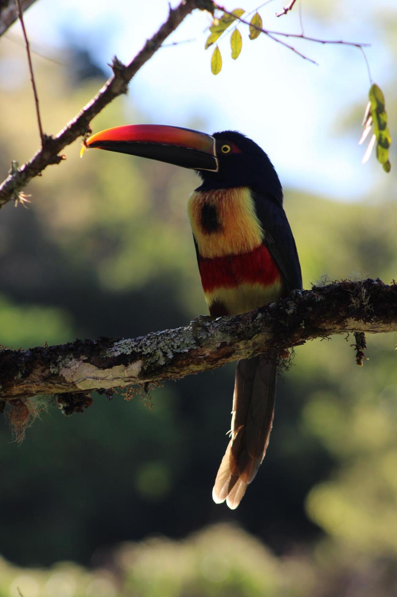 Hotel Talamanca Nature Reserve 5*